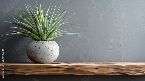 background with house plant and copy space