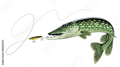 Vintage Illustration of Pike Fish Vector Isolated photo