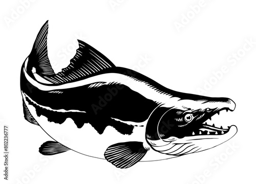 Vintage Illustration of Sockeye Salmon Black and White Isolated (ID: 802236777)