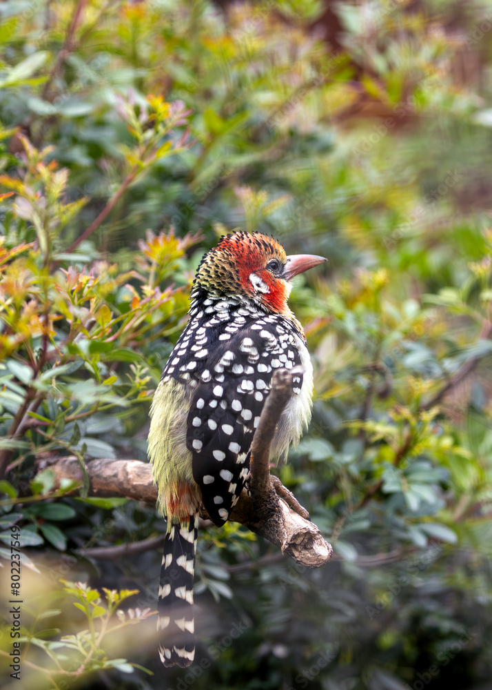 Fototapeta premium Red-Yellow Barbet (Capito auratus) - Stunning Bird of Sub-Saharan Africa