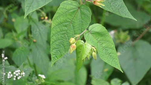 Devil's Cotton (Abroma augustum, Ulat Kambal, perennial Indian hemp, cotton abroma, kapasan). Infusion of fresh leaves and stems is effective in treatment of gonorrhoea photo