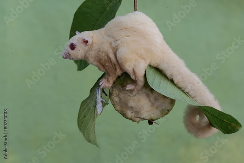 An albino sugar glider is preying on a common sun skink on a branch of a guava tree. This marsupial mammal has the scientific name Petaurus breviceps.