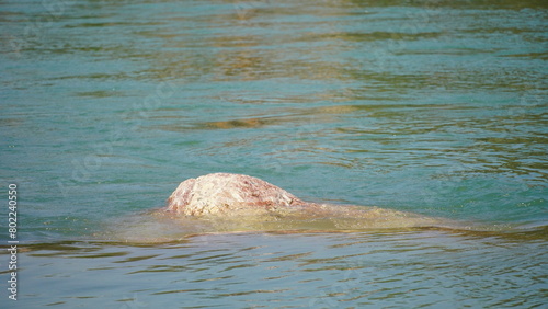 something floating on the above of river