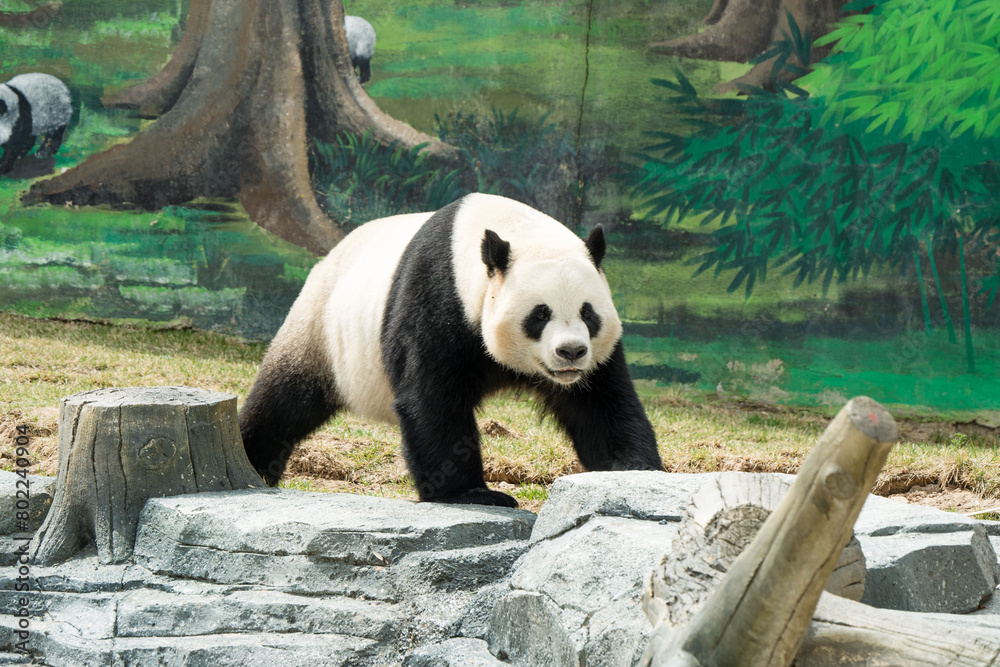 Fototapeta premium Cute Panda in the zoo