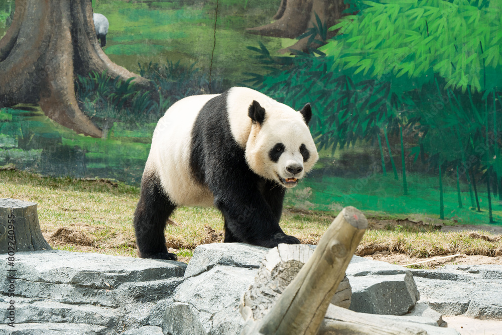 Fototapeta premium Cute Panda in the zoo