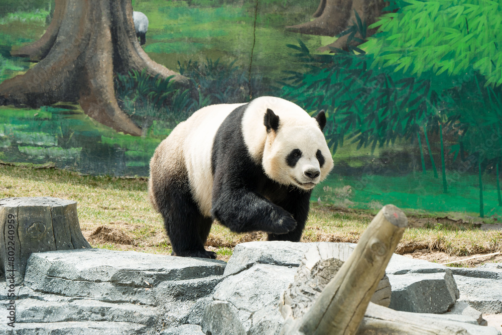 Fototapeta premium Cute Panda in the zoo