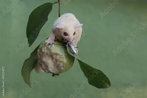 An albino sugar glider is preying on a common sun skink on a branch of a guava tree. This marsupial mammal has the scientific name Petaurus breviceps.