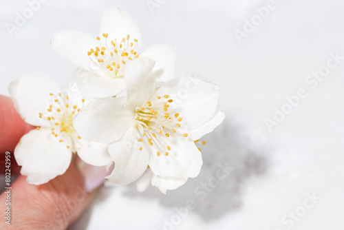 jasmine flower in hand and white background, top view © cook_inspire