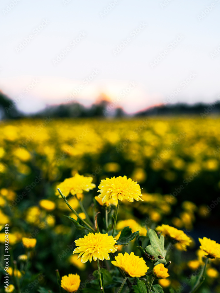 Fototapeta premium chrysanthemum-flower farm