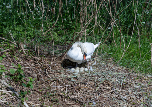 Fototapeta Naklejka Na Ścianę i Meble -  white swan on her nest with 7 eggs