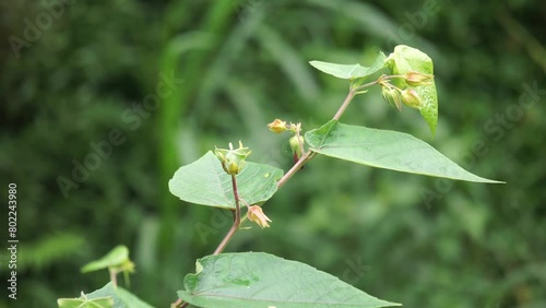 Devil's Cotton (Abroma augustum, Ulat Kambal, perennial Indian hemp, cotton abroma, kapasan). Infusion of fresh leaves and stems is effective in treatment of gonorrhoea photo