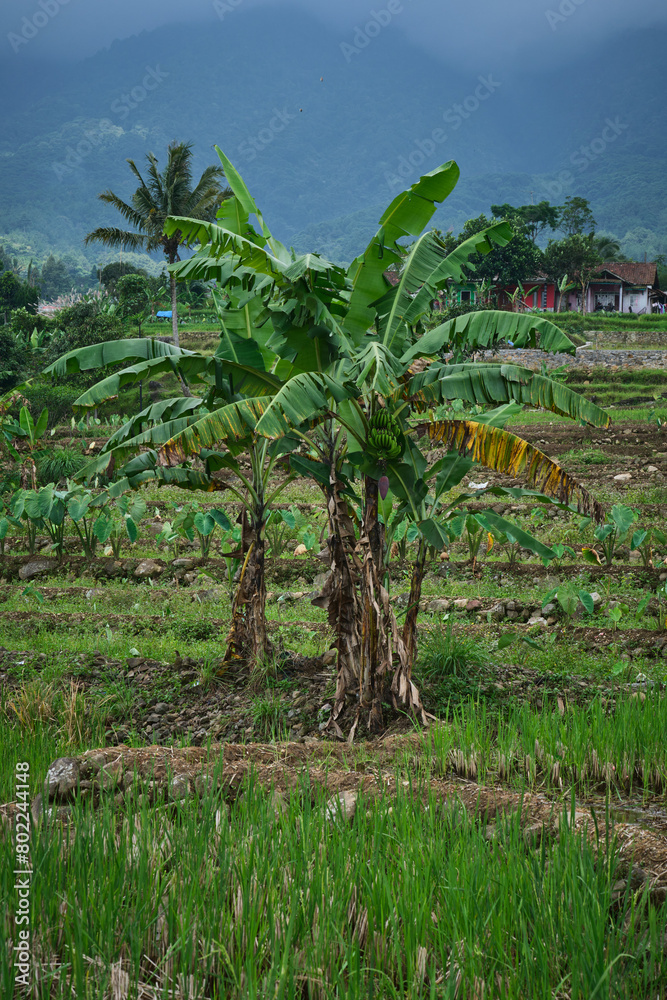a group of banana trees growing abundantly in the rice fields a group of banana trees growing abundantly in the rice fields
