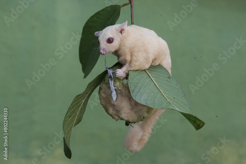 An albino sugar glider is preying on a common sun skink on a branch of a guava tree. This marsupial mammal has the scientific name Petaurus breviceps.