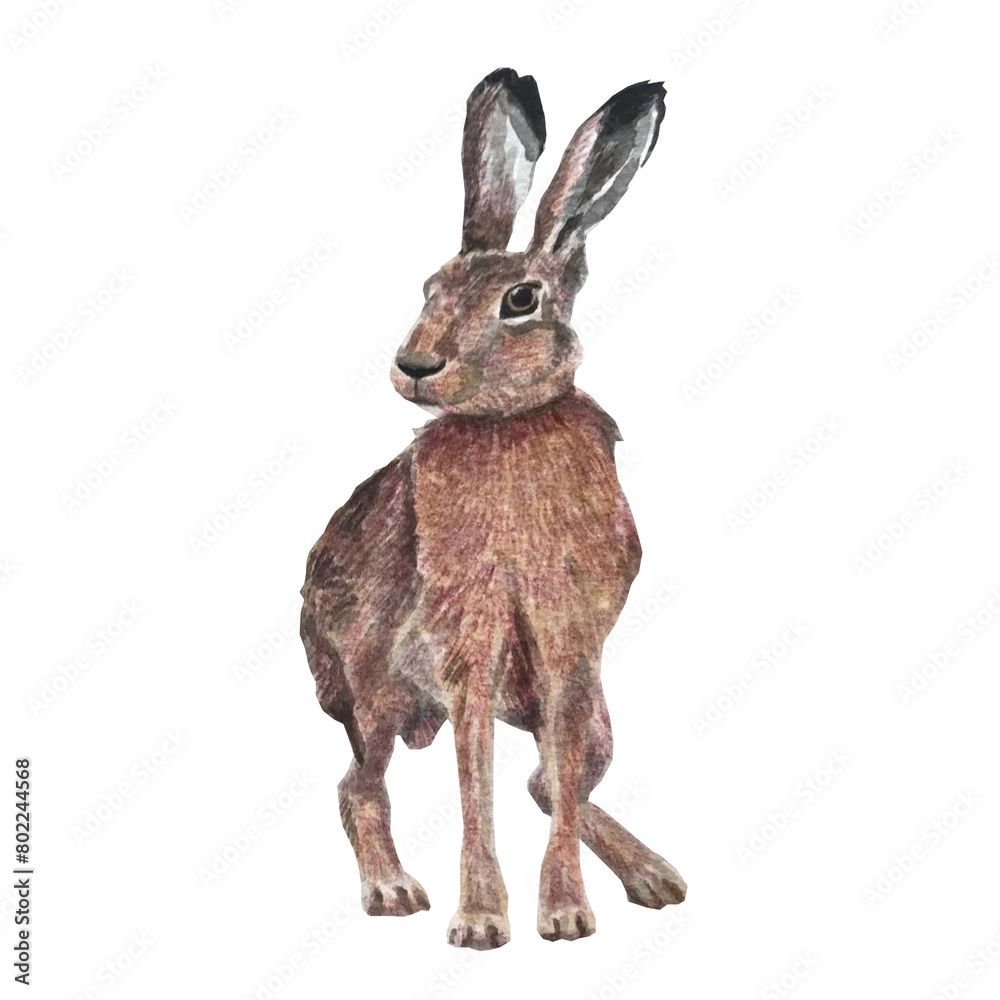 Obraz premium Watercolor Brown Rabbit isolated on white