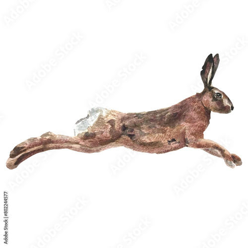 Watercolor Illustration of a brown Hare.