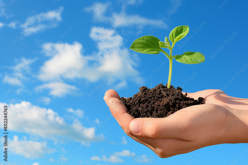 A person grasping a small plant with the sky as the background A person grasping a small plant with the sky as the background
