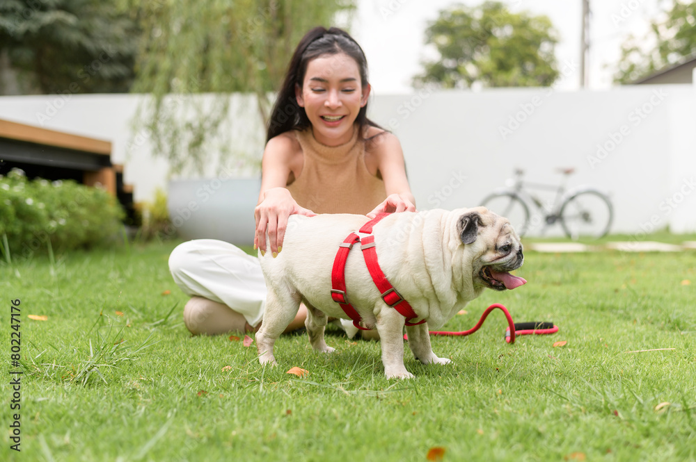 Happy asian woman playing with Cute Smart pug Puppy Dog In the Backyard Happy asian woman playing with Cute Smart pug Puppy Dog In the Backyard