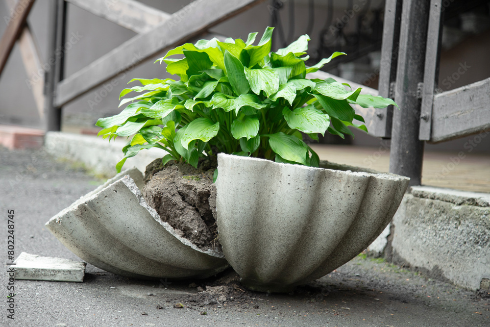 Cracked outdoor flower pot . old broken flower pot in a city Park