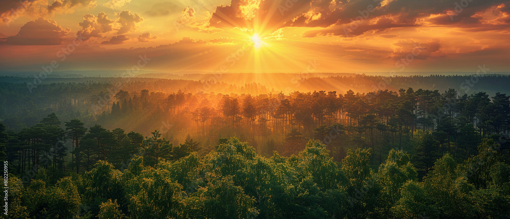 Dramatic sunset over a forest with marked trees for sustainable ...