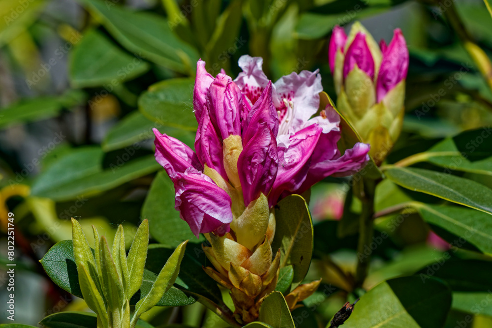 Spring blooming plants photographed close up. Spring blooming plants photographed close up.