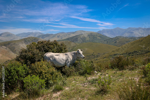 The cow grazes freely on the hills among the typical Mediterranean vegetation.