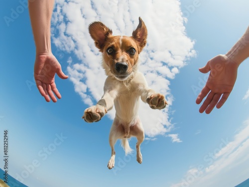 An adorable dog leaps into the air to give a high-five against a blue sky backdrop, illustrating joy and companionship. photo
