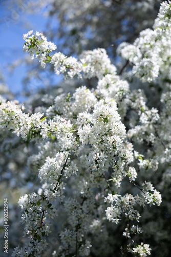 white flowers on a tree © Jake