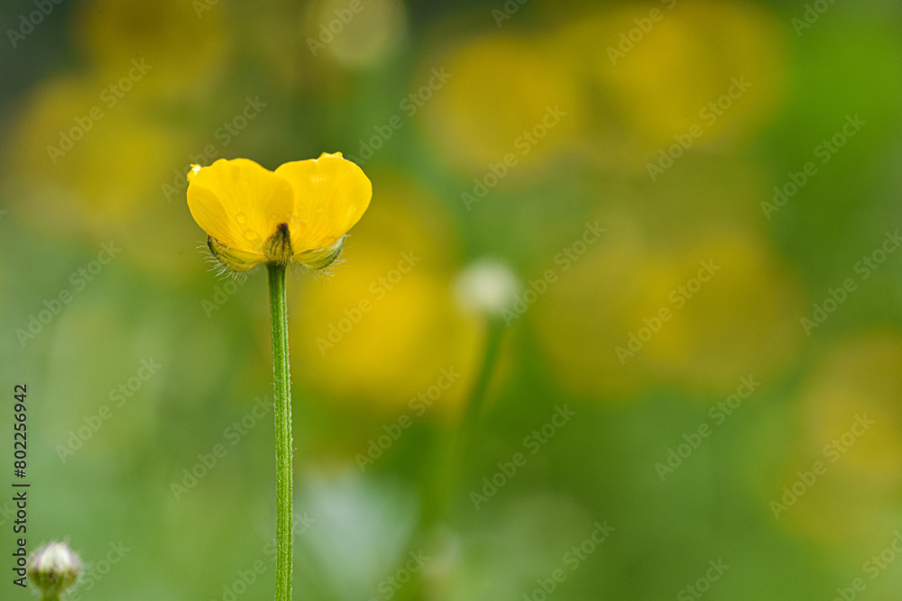 Obraz premium Close up of an yellow buttercup flower in a meadow in summer, photographed on a blurred natural background, copy space