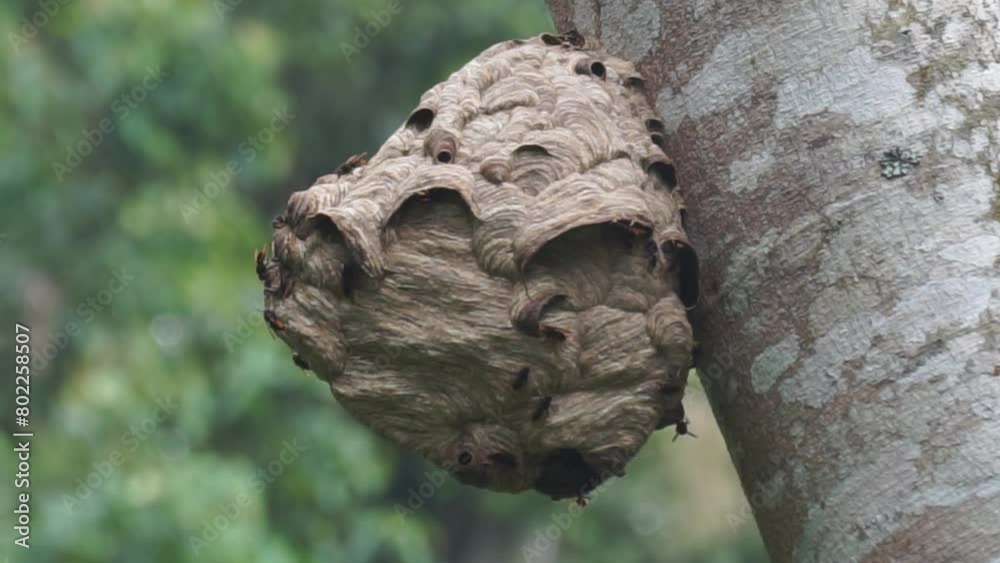 Beehive in a tree with trees and sky background Beehive in a tree with trees and sky background
