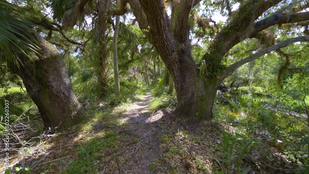 Exploring beautiful tropical nature. Foot path through jungle rainforest with green palm trees and wild vegetation in southern Florida. Dense rainforest ecosystem