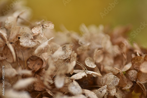 Photograph of Hydrangea, or Hortensia. Texture and details of dried flowers in late autumn. Dry flowers background.