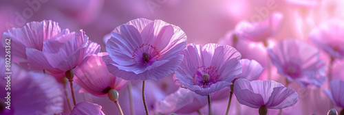 A field of purple flowers with a pink background