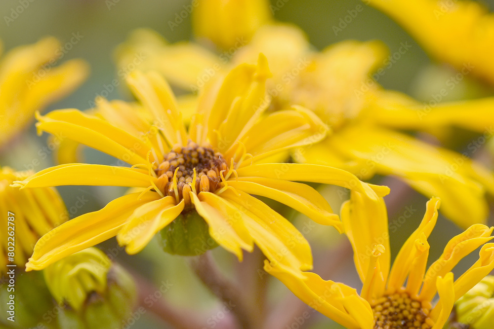 Close up photograph of vibrant colour summer ragwort or leopard plant with selective focus and fine details. Floral bright yellow background. Close up photograph of vibrant colour summer ragwort or leopard plant with selective focus and fine details. Floral bright yellow background.