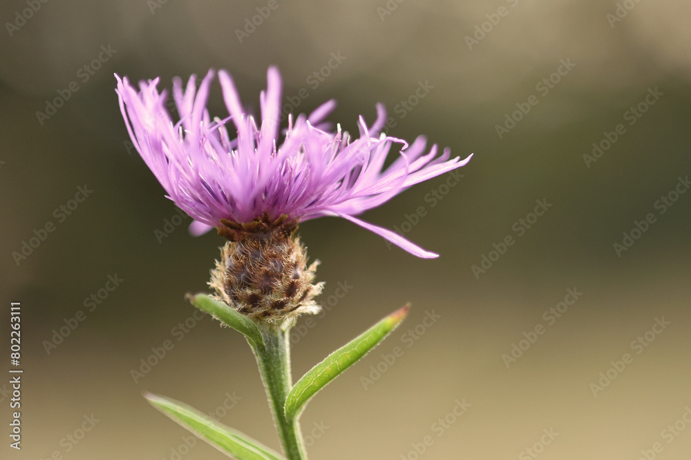 Lesser knapweed wildflower blooming in summer, photographed close up in meadow with a selective focus, backlighting, dreamy effect, blurred soft background. Lesser knapweed wildflower blooming in summer, photographed close up in meadow with a selective focus, backlighting, dreamy effect, blurred soft background.