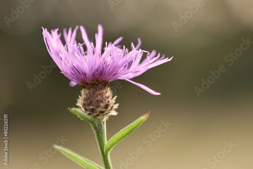Lesser knapweed wildflower blooming in summer, photographed close up in meadow with a selective focus, backlighting, dreamy effect, blurred soft background. photo