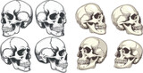 Human skulls profiles picture