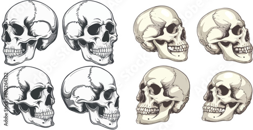 Human skulls profiles picture
