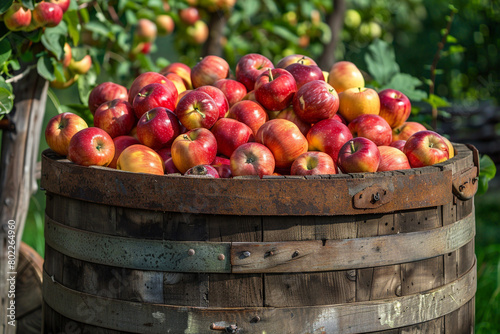 A rustic wooden barrel overflowing with freshly picked apples  ready to be pressed into cider.