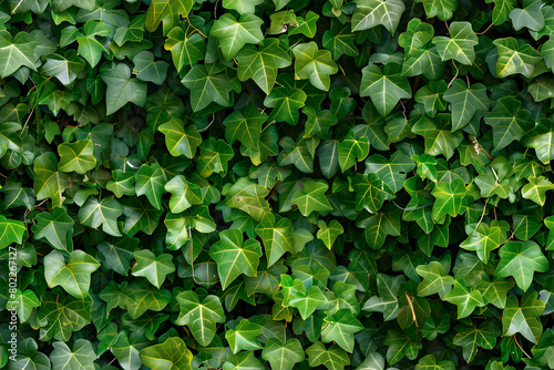 ivy wall background