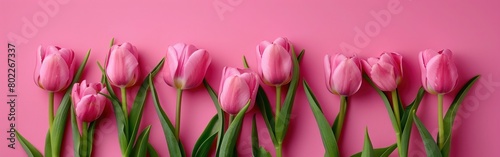 Springtime Delight: Pink Tulip Bouquet on Pastel Pink Background for Easter, Mother's Day, Valentine's Day, Women's Day, Birthdays, and More - Top View Flat Lay with Copy Space