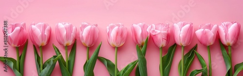 Springtime Delight: Pink Tulip Bouquet on Pastel Pink Background for Easter, Mother's Day, Valentine's Day, Women's Day, Birthdays, and More - Top View Flat Lay with Copy Space
