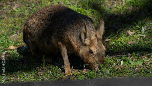 dolichotis patagonum, mara, roedor, mara patagónica, liebre patagónica, liebre criolla, herbívora, estepas semiáridas, patagonian mara, chacoan mara, mara rodent, mara wildlife, animal, animals, salva