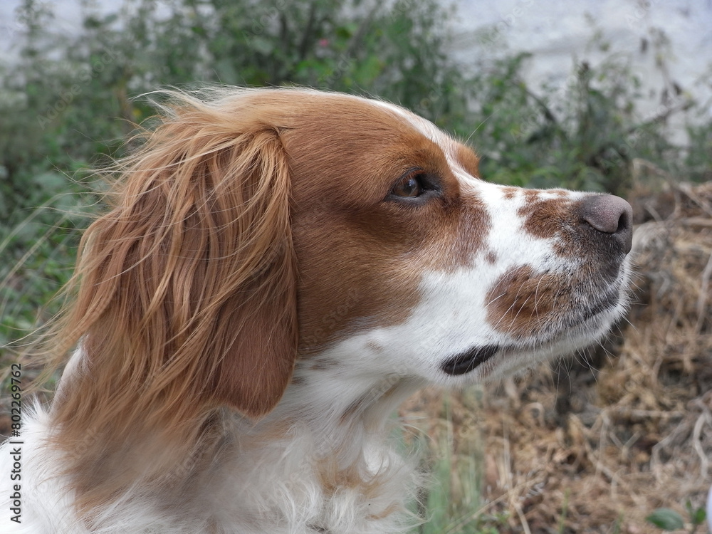 Spaniel Breton