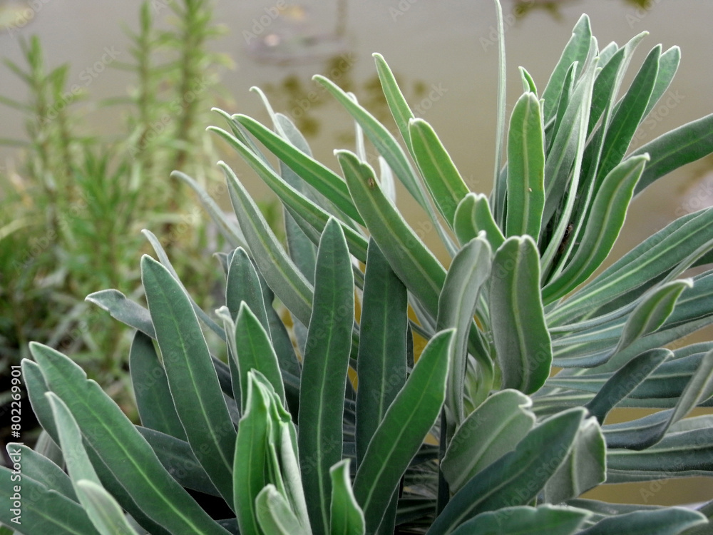 Obraz premium Piante