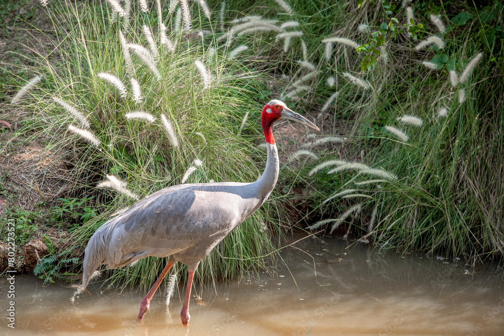Obraz premium Eastern Sarus Crane (Grus antigone) at Huai Chorakhemak Reservoir Non-hunting Area,Burirum,Thailand.