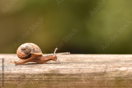 A snail crawls slowly on a wooden texture, photographed close up on a blurred green background outdoors photo