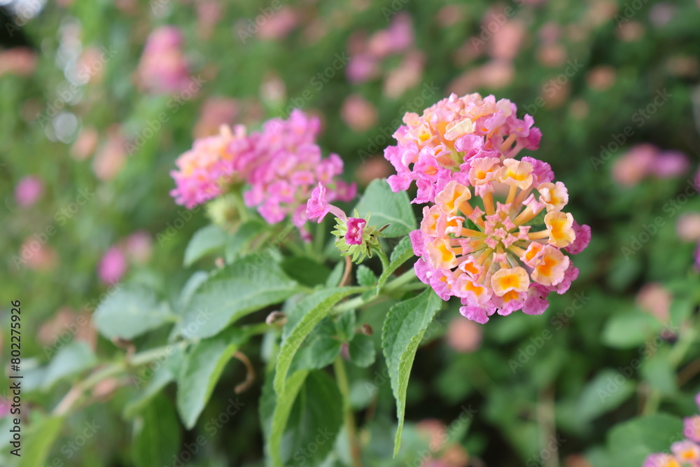 Bright orange-pink flowers in the garden Bright orange-pink flowers in the garden