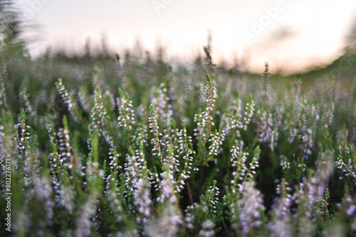 Scotch Heather flowers blooming, photographed in Scotland in beautiful evening light using a narrow depth of field technique. Soft focus. Floral pattern.