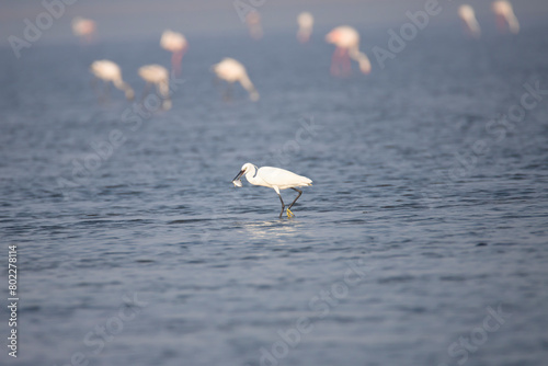Little Egret feeding on fish in a lake
