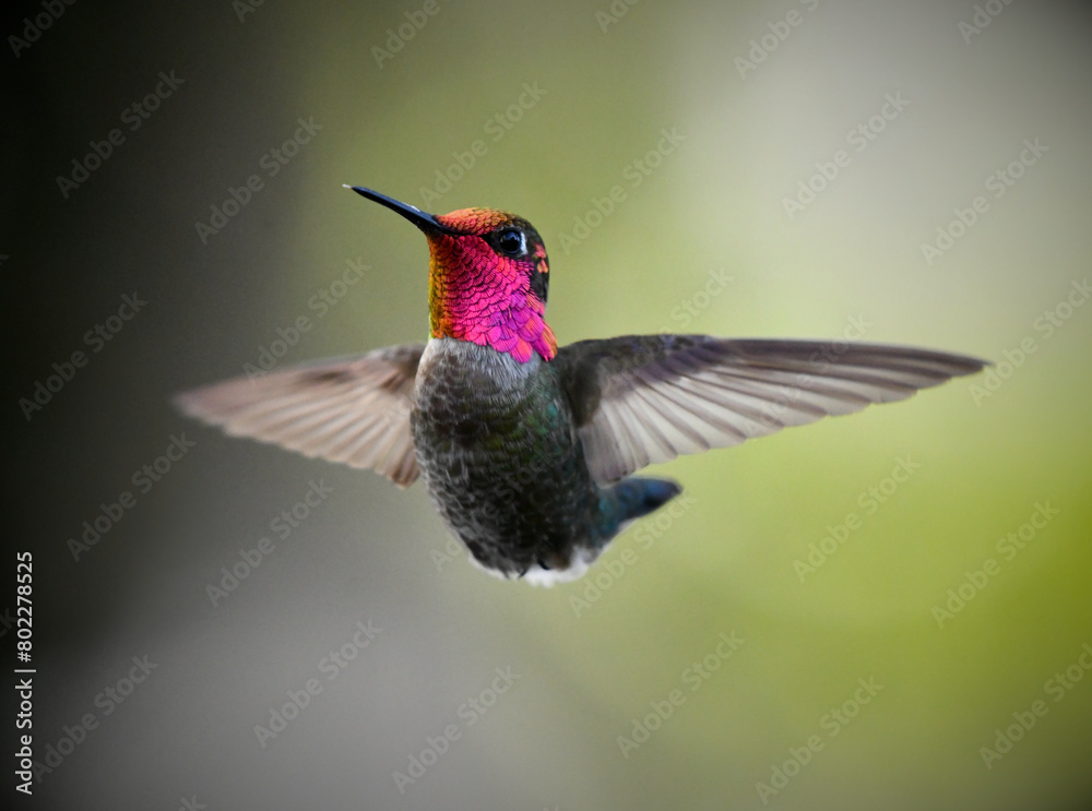 Naklejka premium Purple Green Hummingbird In Flight